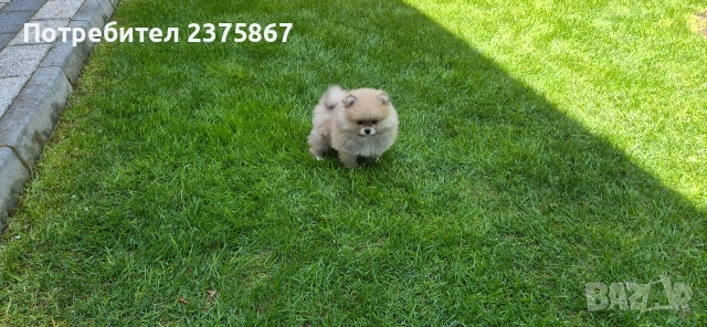 мъжко померанче,померан