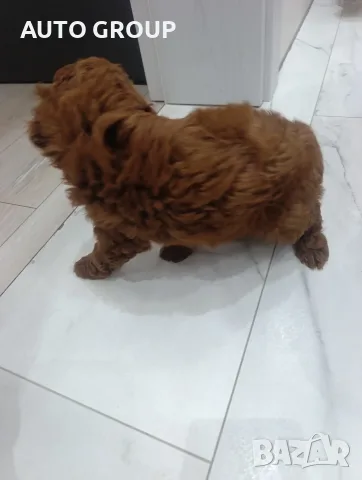 Мини пудел - женски, снимка 3 - Пудели - 55496280