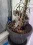 Подарявам малко мъжко котенце, снимка 2