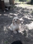 Cocker Spaniel, снимка 1
