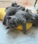 Продавам британски късокосмести котета, снимка 2