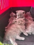 Британски котенца, снимка 1