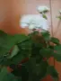 Продавам бяло мушкато, снимка 2