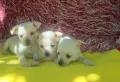 Продавам мини пинчери, снимка 17