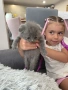 Шотландски и британски котета, снимка 7