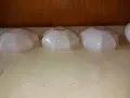 Абажури за стар полилей Царство България - 4 броя, снимка 7