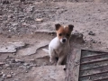 Подарявам малки кученца , снимка 3