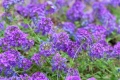 Вербена канадска 'Хоумстед Пърпъл', Verbena canadensis Homestead Purple, снимка 1
