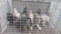 Продавам гълъби Мардини-Турски млади , снимка 3