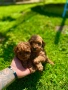 Пудел той Puddle toy, снимка 2