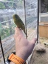 Вълнист изложбен, снимка 1