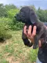 Свободни кученца Плотхаунд, снимка 7