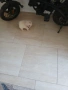 Mini Pomeran, снимка 10