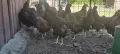Златнокантиран Виандот, петел, кокошки , снимка 2