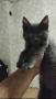 Котката Сиво женски, снимка 2