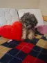 Малтипу кученце, снимка 2