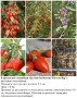 ПЛОДНИ ХРАСТИ В КОНТЕЙНЕРИ, снимка 7