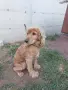 кокер шпанйол мъжки, снимка 4