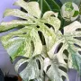 Добре вкоренена "Monstera White Monster", снимка 6