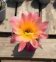Цъфтящи Кактуси Echinopsis Hybrid омбре преливащи се цветове , снимка 3