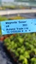   Магнолия Сюзън, Magnolia Susan, снимка 5