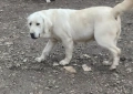 Лабрадор ретривър чистокръвни бели, снимка 6