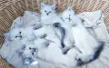 Невски маскарадни котенца , снимка 10