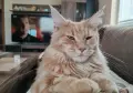 Котенца Мейн Куун , снимка 15