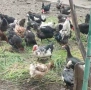 Продавам яйца от неми патици и от кокошки супер харко , снимка 1