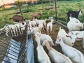 Продавам ярета , снимка 1