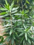 Драцена Dracaena reflexa, снимка 3