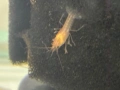 Бебета рачета Procambarus Alleni, снимка 4