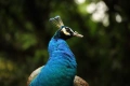 Tamron AF-S 70-300mm f/4-5.6 SP DI VC USD EF обектив Канон, снимка 5
