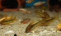 Сомче, сомче corydoras gold laser, gold stripe, снимка 10