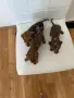 Мини дакелчета шокомерле, снимка 5