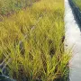 Мискантус Пурпурасценс, Miscanthus sinensis 'Purpurascens' студоустойчива, декоративна трева!!!, снимка 7