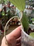 Hoya Хоя Rangsan , снимка 4