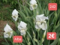 Ириси за продажба обява 2, снимка 5