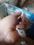 продавам мини хамстери, снимка 3