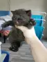 Британско късокосместо коте , снимка 10