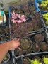 Бъз Sambucus migration “Eva”, снимка 3