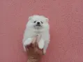 Бял мъжки Померан., снимка 4