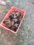 Продават се кученца белгийска овчарка , снимка 3