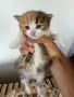 Домашни Котенца с Хигиенни Навици и Доставка до Вашия Град, снимка 1