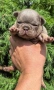Френски булдог/French Bulldog , снимка 5