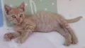 Подаряваме домашни, галъовни котета на 2месеца, снимка 6