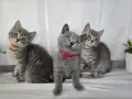 Клепоухи шотландски котета , снимка 1