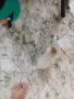 чихуахуа мини мъжки 3мец., снимка 3