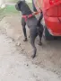 Кане корсо бебета , снимка 8