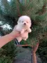 Мъжки и женски Померани. Изпращам клипове!, снимка 4